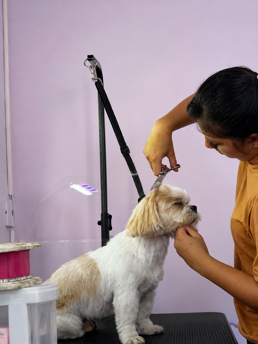 Curso de banho e tosa Dany PetShop