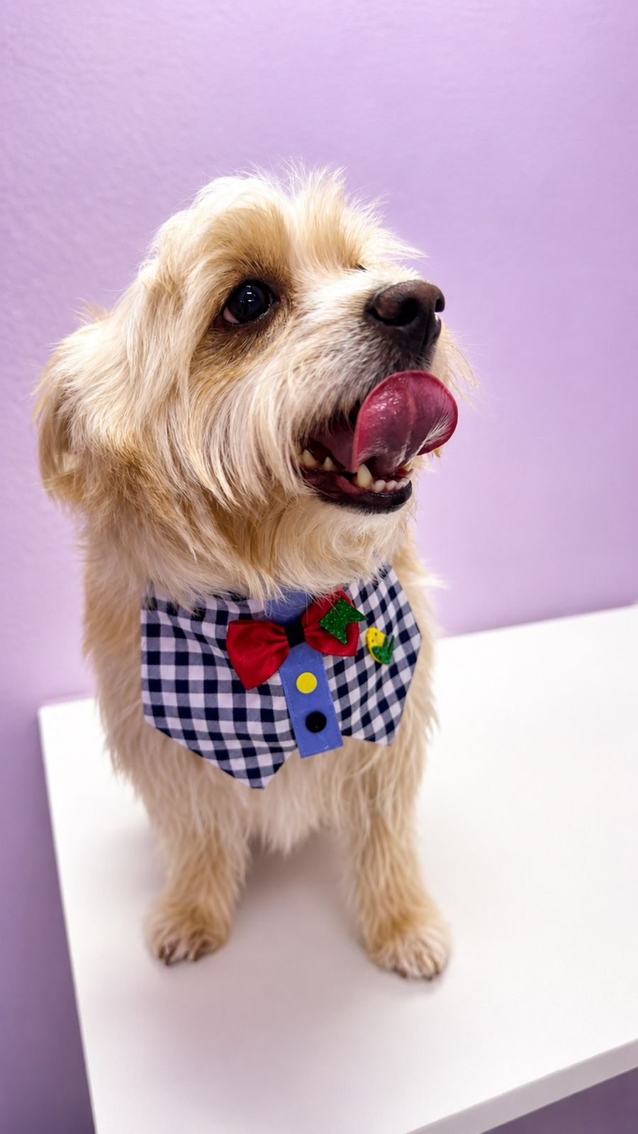 Pet com roupa xadrez