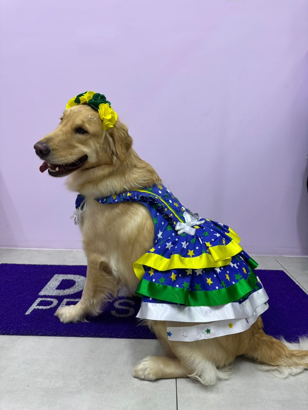 Golden arrumado na Dany PetShop