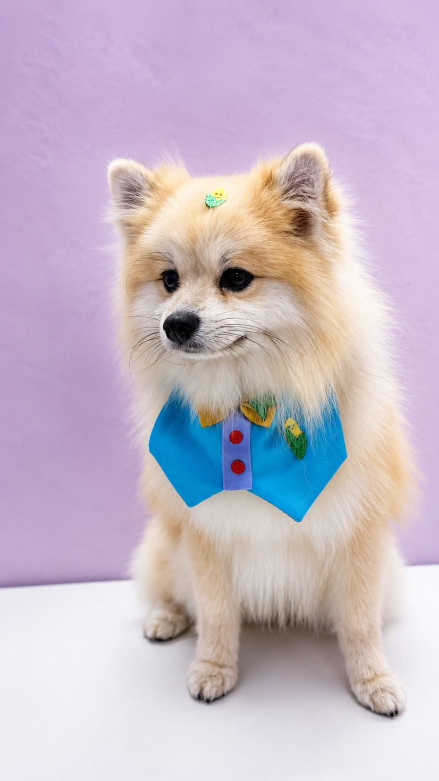 Spitz com colete azul